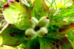 Bloem van een van de vele bessensoorten